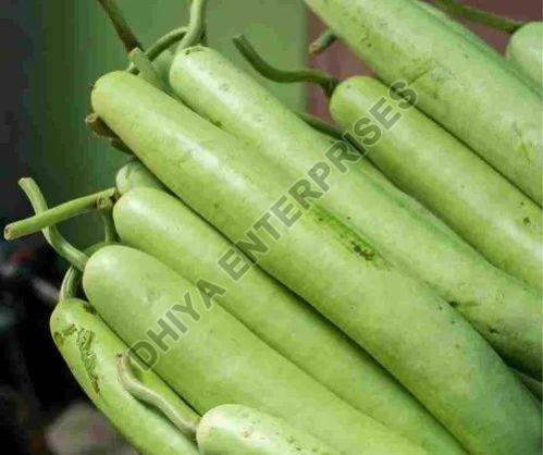 Fresh Bottle Gourd