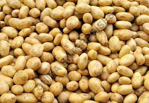 Fresh Potato