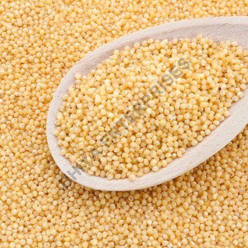 Little Millet Seeds