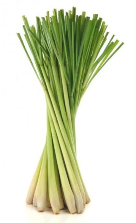 Lemongrass Herb