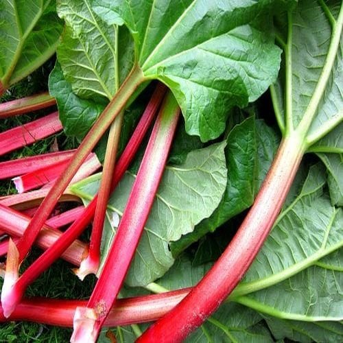 Rhubarb Leaves