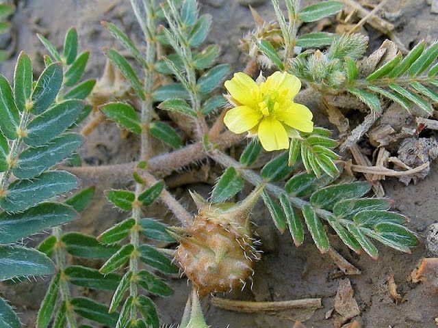 Tribulus Terrestris Plant