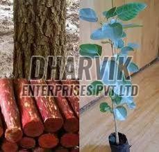 Sandalwood Plant