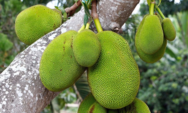 Fresh Thai Jackfruit