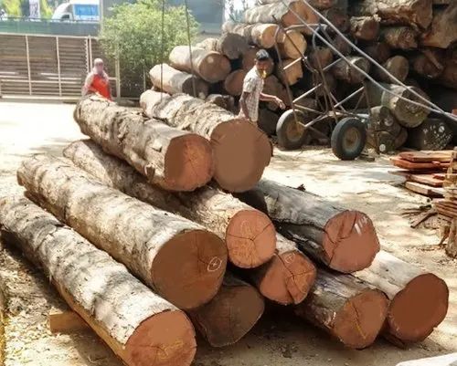 Teak Wood Logs