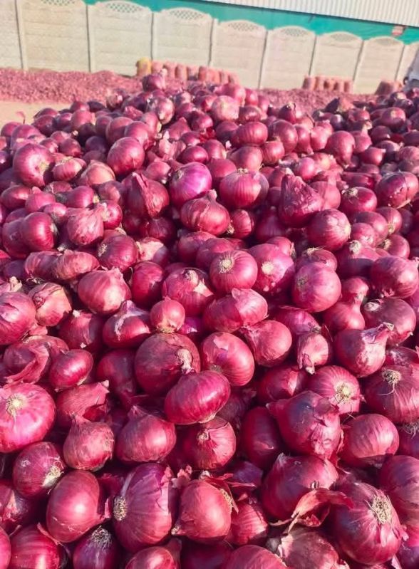 Nashik Red Onion