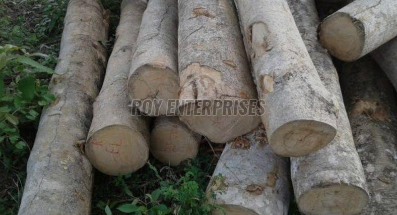 Gmelina Wood Logs