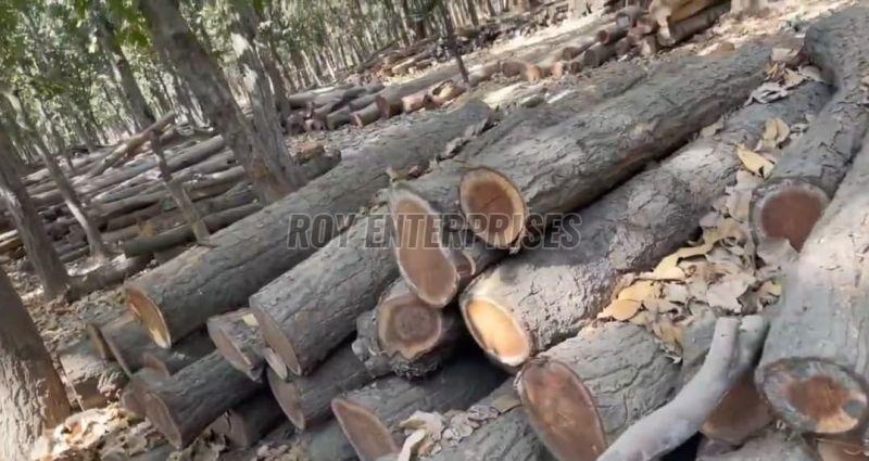 Sal Wood Logs