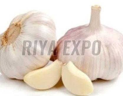 Fresh Garlic