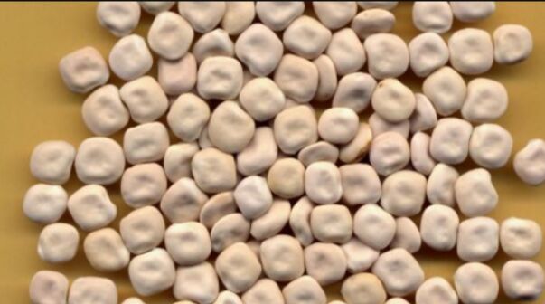 Lupin Seeds