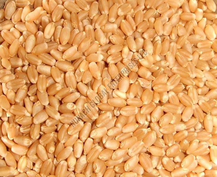 Wheat Seeds