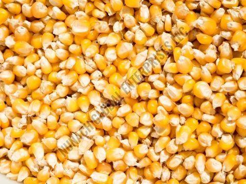 Yellow Corn Seeds