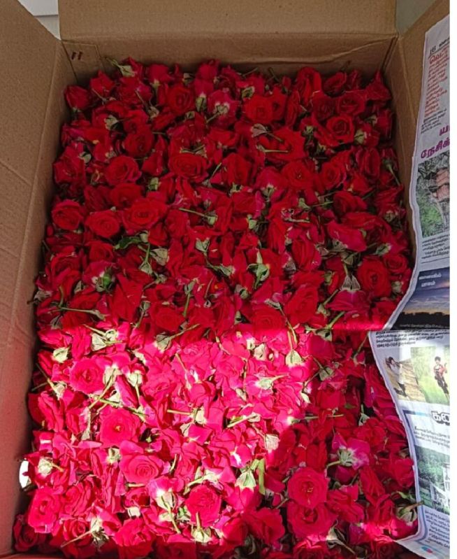 Fresh Red Rose Flower