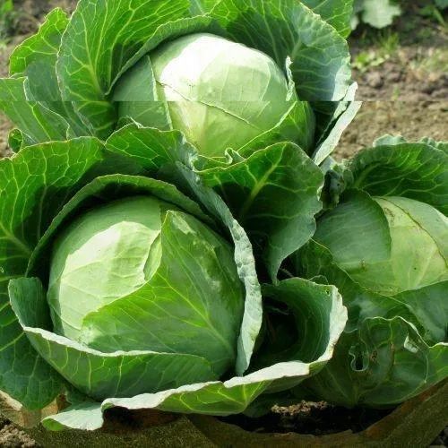 Organic Green Cabbage