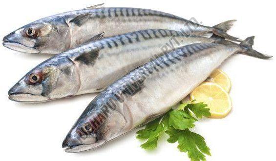 Fresh King Fish