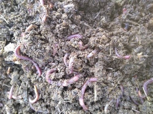 Bio Vermicompost Manure