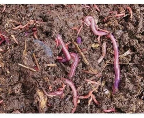 Live Earthworm for Composting