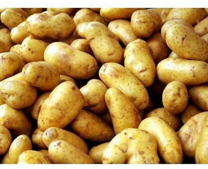 Fresh Jyoti Potato