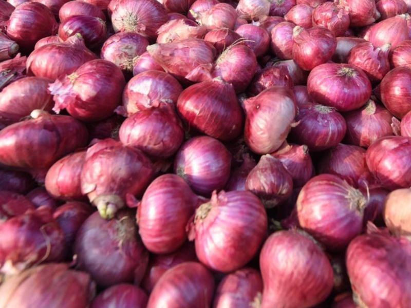 B Grade Nashik Red Onion