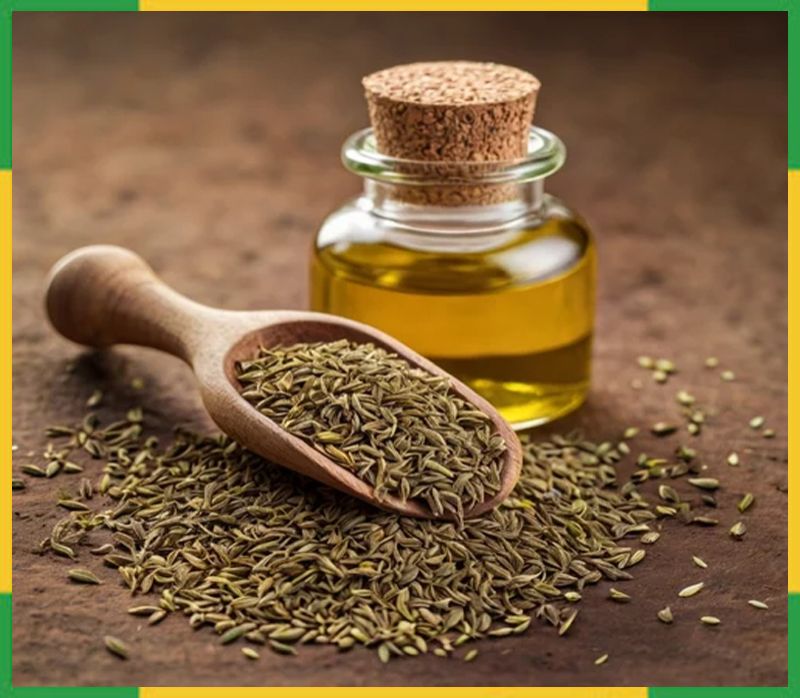 Ajwain Oil