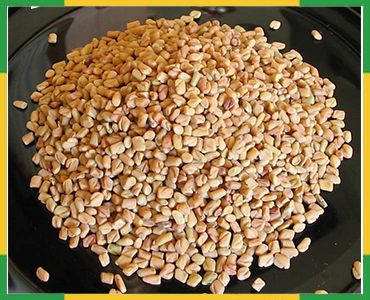 Fenugreek Seeds