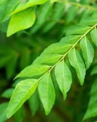 Curry Leaves