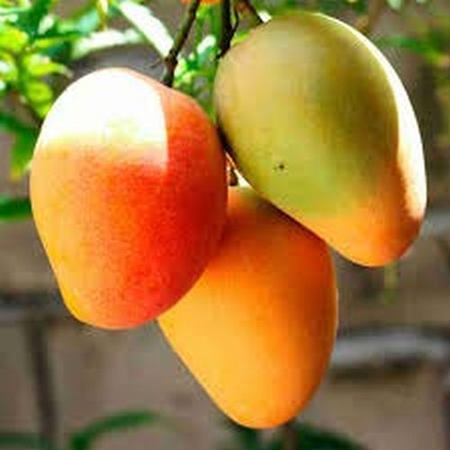 Fresh Fruits