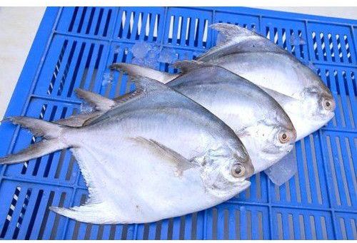 Frozen Pomfret Fish