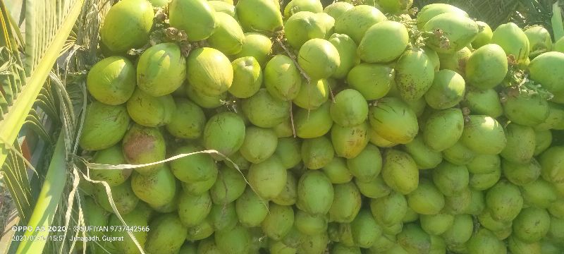 Fruits