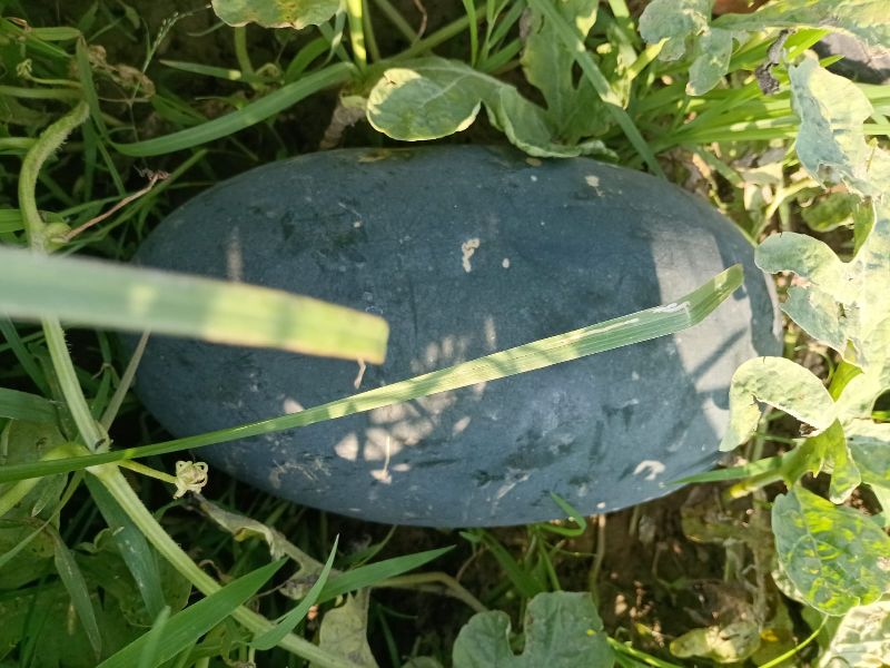 Watermelons