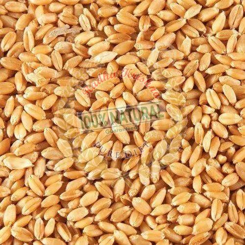 Hybrid Wheat Grain