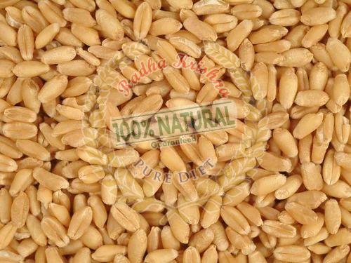 Indian Wheat Grain