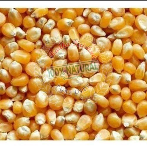 Raw Maize Seeds