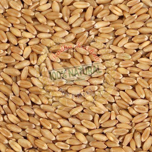 Sharbati Wheat Grain