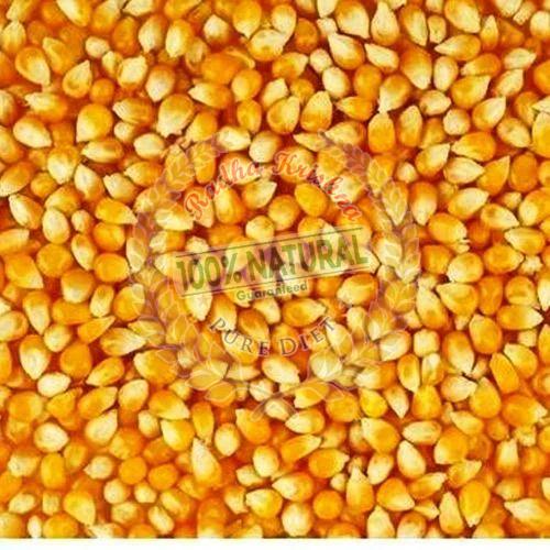 Yellow Maize Seeds