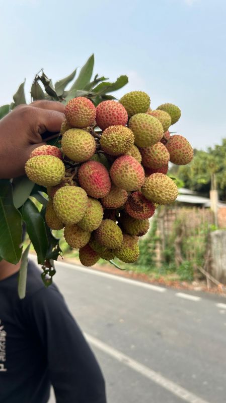 Fresh Litchi