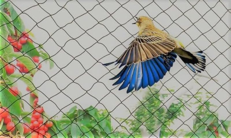 HDPE Anti Bird Net