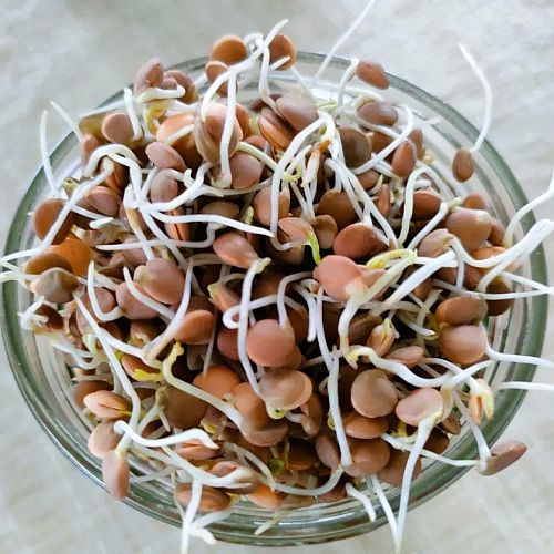 Dehydrated Masoor Sprouts