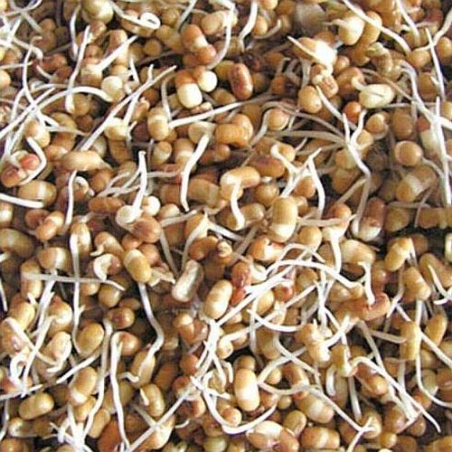 Dehydrated Sprouted Matki