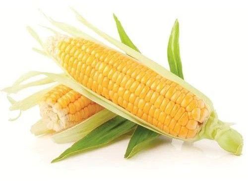 Fresh Maize
