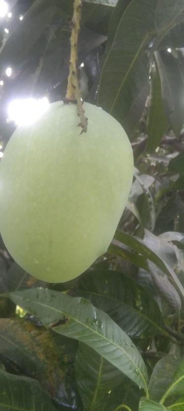 Fresh Malda Mango