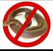 Snake Pest Control Service