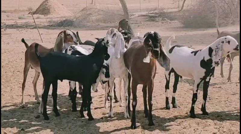 Live Goat For Meat