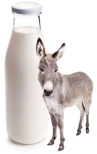 Pure Donkey Milk