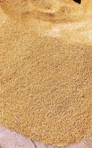 Lokwan Wheat Seeds