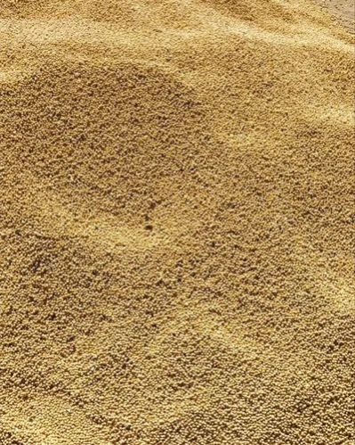 Soyabean Seeds