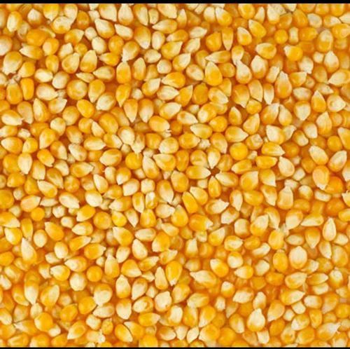 Yellow Maize Seeds