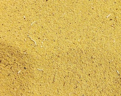 Yellow Mustard Seeds
