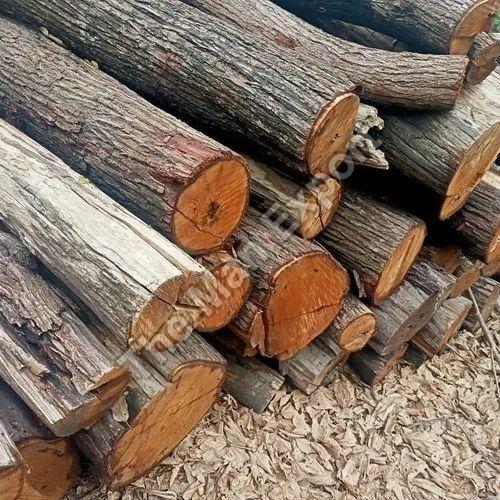 Acacia Wood Logs