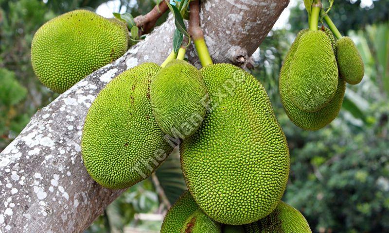 Fresh Thai Jackfruit